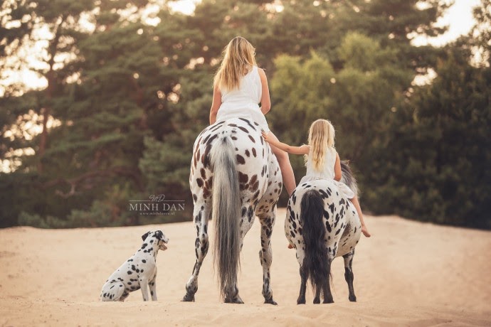 This Dog Is The ”Third Wheel” In A Horse Family, And Their Photos Are Adorable