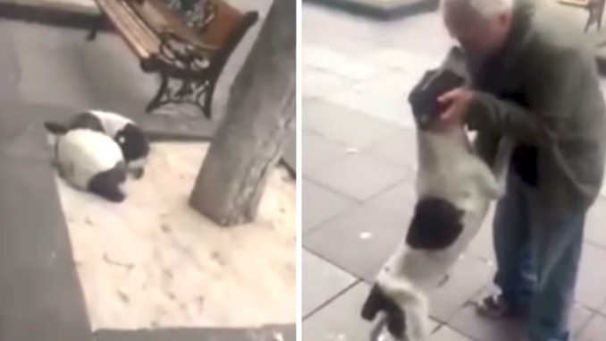 MAN APPROACHES HIS LOST DOG OF THREE YEARS,AND THE DOG STARTS CRYING TEARS OF JOY