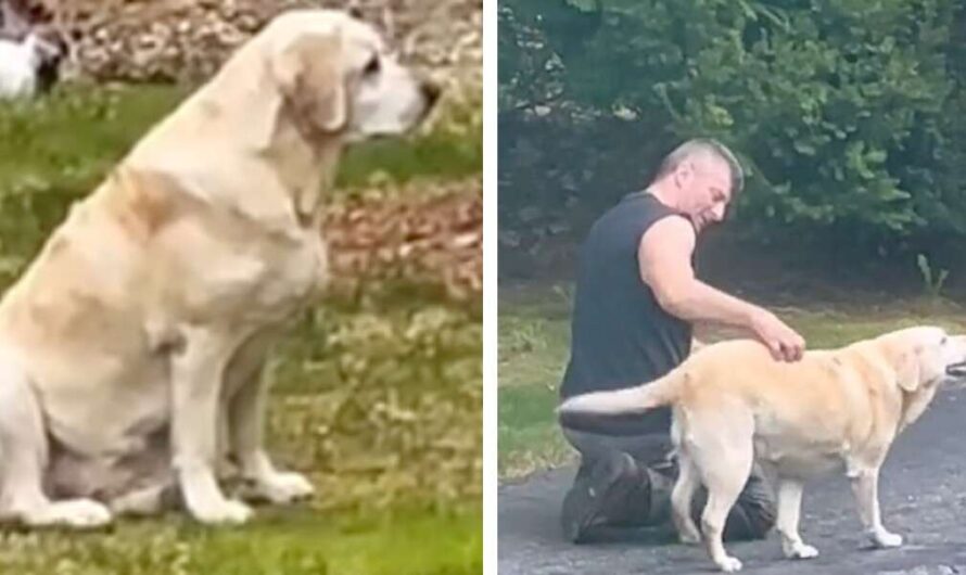 Dog Patiently Waits For Her Favorite Garbage Man To Visit Each Week