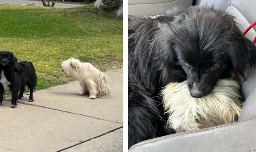 Woman Separately Rescue Dog Siblings, But Immediately Realizes That They Need Each Other