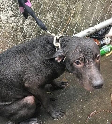 Policeman Adopts Abandoned Dog He Saved In The Rain