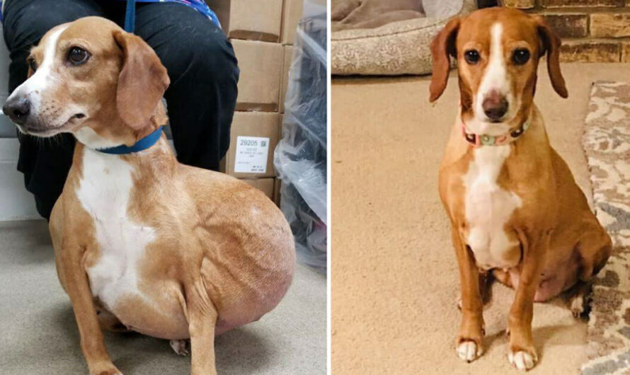 Dog with massive tumor gets a second chance and is now living her best life