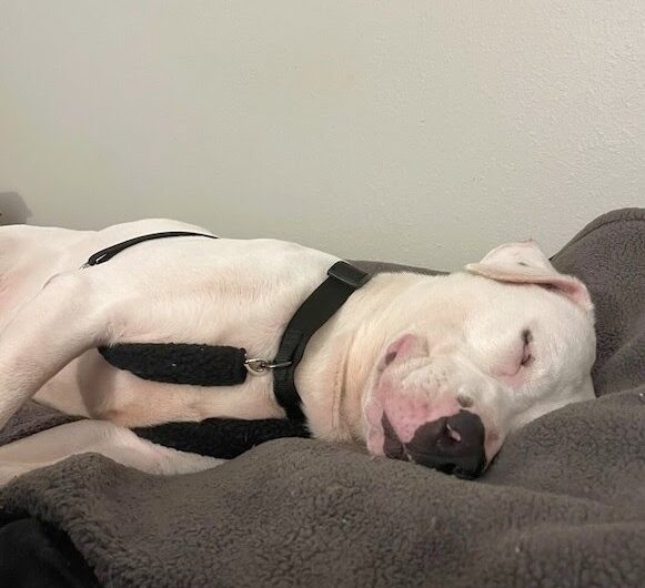 Longest shelter resident falls asleep smiling when he finally finds a family