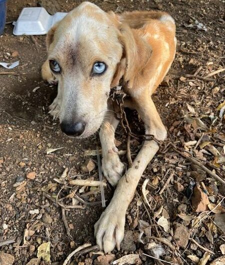 Loyal Dog Brought Food For Her Chained And Starving Beloved To Keep Him Alive