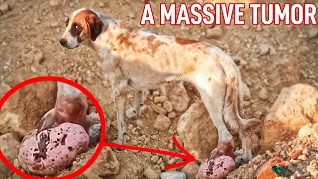 Dog with massive tumour on her leg couldn’t barely walk, begs for help