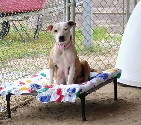 A dog who had just given birth walked 3 km a day to find food for her puppies