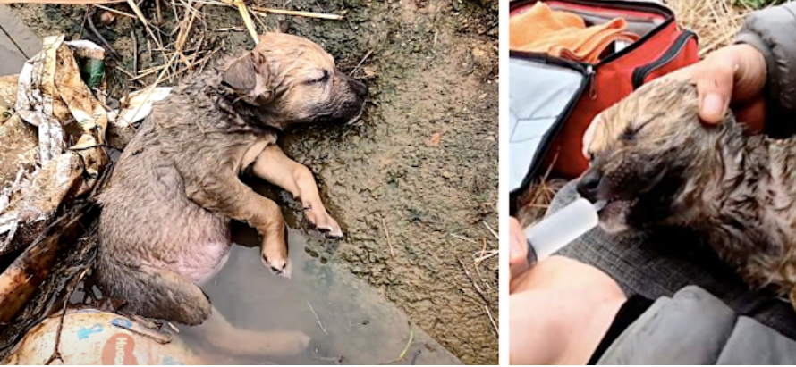 Left unconscious in a ditch, a tiny dog’s abandonment and near-death experience evokes a poignant reminder of the cruelty animals face.