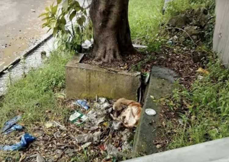 They chanced upon a dog cowering in a corner, his spirit weighed down by anguish, his eyes reflecting a profound mix of sorrow and despair.