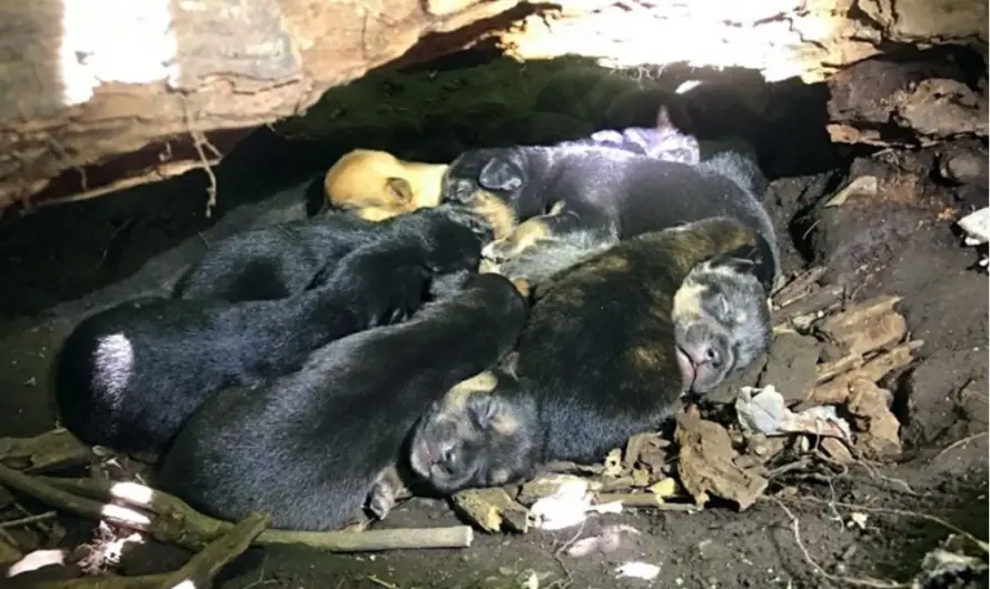 Despite her injury, the mother dog carried all 13 of her puppies to safety.