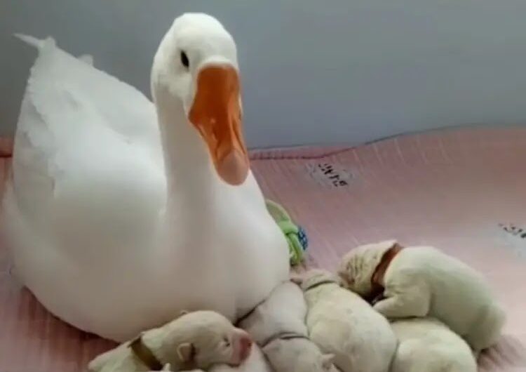 An endearing display of friendship as a gentle goose becomes a nanny for her best friend’s dog, showcasing the power of companionship.