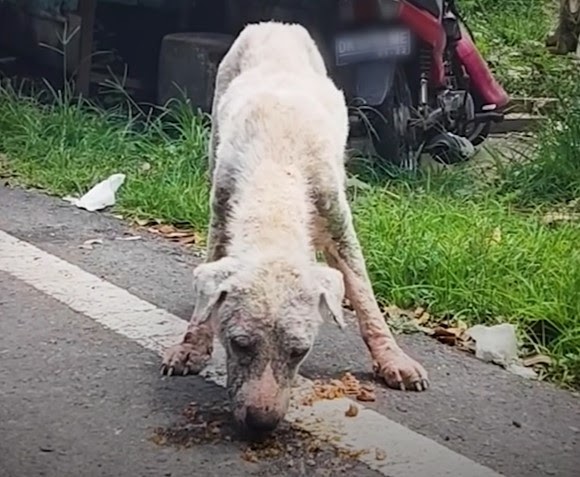 Quivering in terror and trembling from the frost, an exposed hairless dog is rescued from a gas station, evoking a mixture of relief and profound empathy.