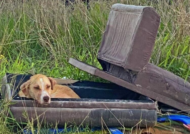 Abandoned and sick, the dog resides in a worn, dirty chair, its sad eyes longing for someone to notice and offer compassion.