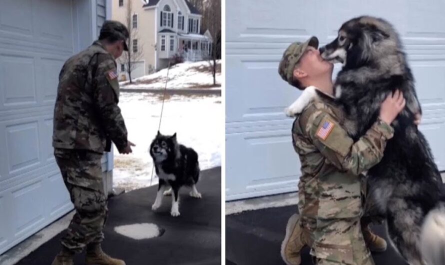 A poignant video captures the soul-stirring reunion of a husky and their devoted military father, stirring tears and profoundly moving every viewer’s innermost being.