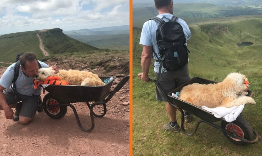 Brimming with tears, a man gently pushes his beloved terminally ill dog up their cherished mountain in a wheelbarrow, embarking on a poignant final adventure together.