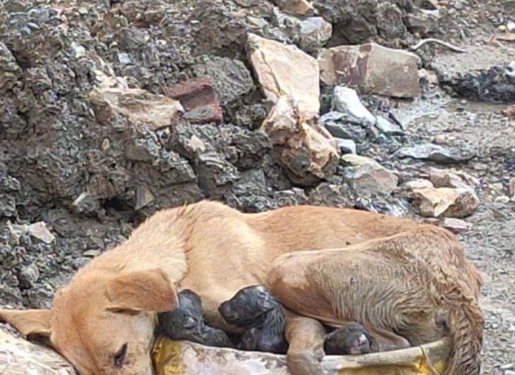 After giving birth amidst rubble, a mother dog collapsed while shielding her newborn puppies.