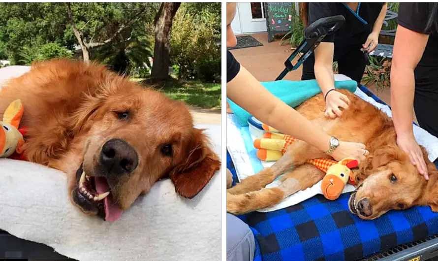 Dog Too Sick To Sit Is Given A Final Ride Around Town, Makes A Miraculous Recovery