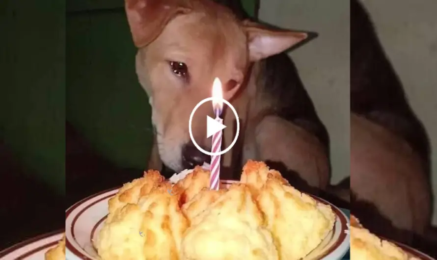 The once-abandoned dog met with joy: The dog shed tears as the new family held its first birthday party