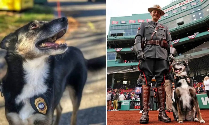 Ruby, shelter dog turned hero K9 and inspiration for Netflix film, euthanized after illness