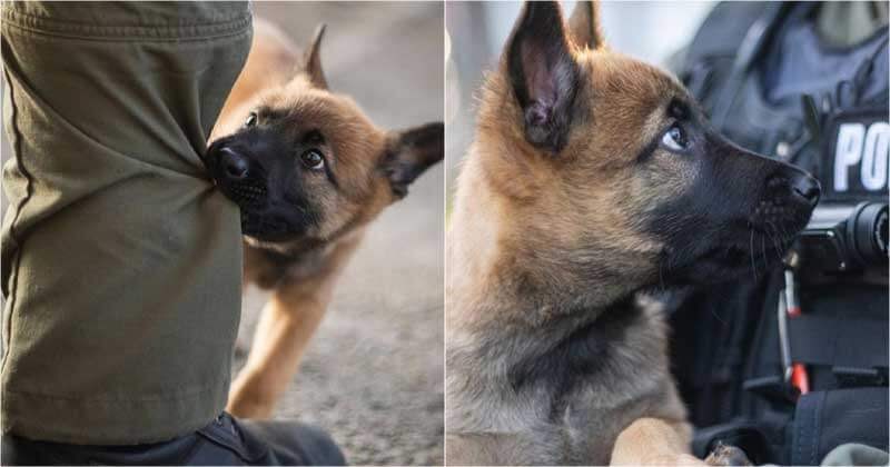 Enrolled in a police dog training course, an adorable puppy effortlessly captures the hearts of everyone with his innate charm and cuteness.