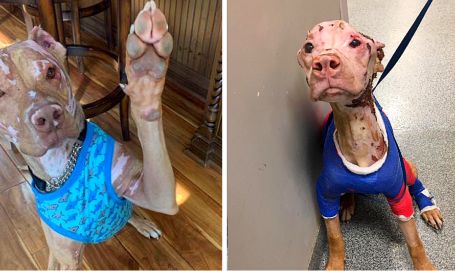 Severely Burned Pitbull Defied The Odds And Now He Loves Life