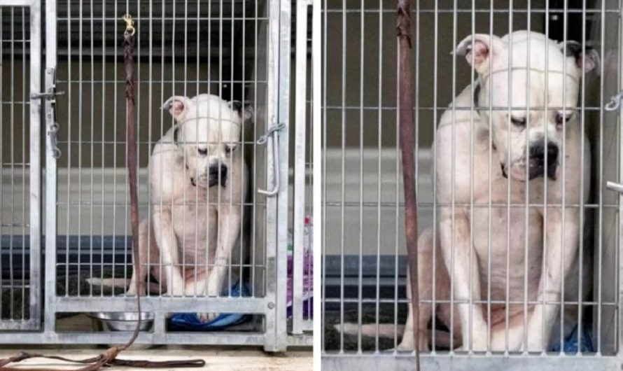 Dog At Shelter Shows Heart-wrenching Expression When No One Adopted Him