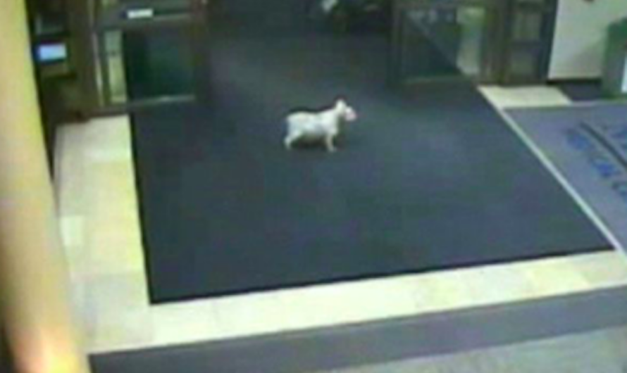 Cancer Patient’s Dog Escapes While She Is At The Hospital, And Follows Her Scent Here