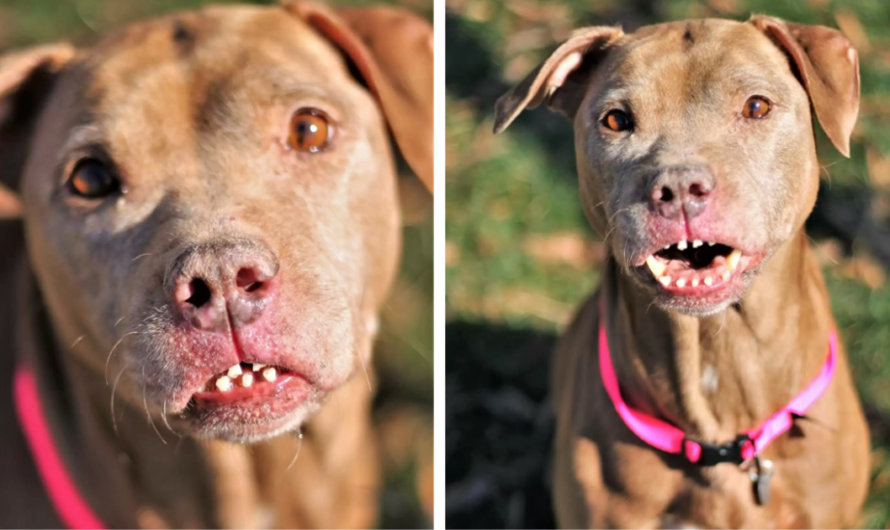 Abused Dog Has The Most Unusual Smile And He’s Beautiful