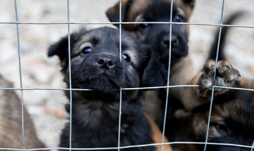 Dallas passes ban on pet stores selling cats and dogs, aimed at ending puppy mills