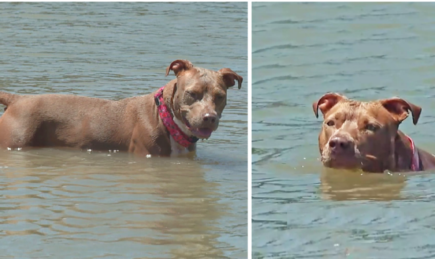 Dog who fell off shrimp boat found alive days later after swimming six miles to shore