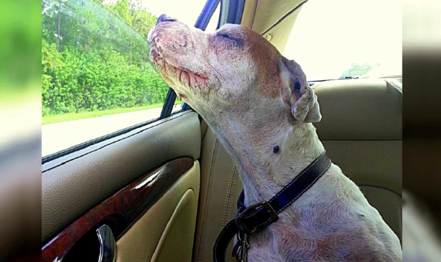 Girl Takes Her Dying Dog On One Last Car Ride, Dog’s Face Makes Family Tear Uρ