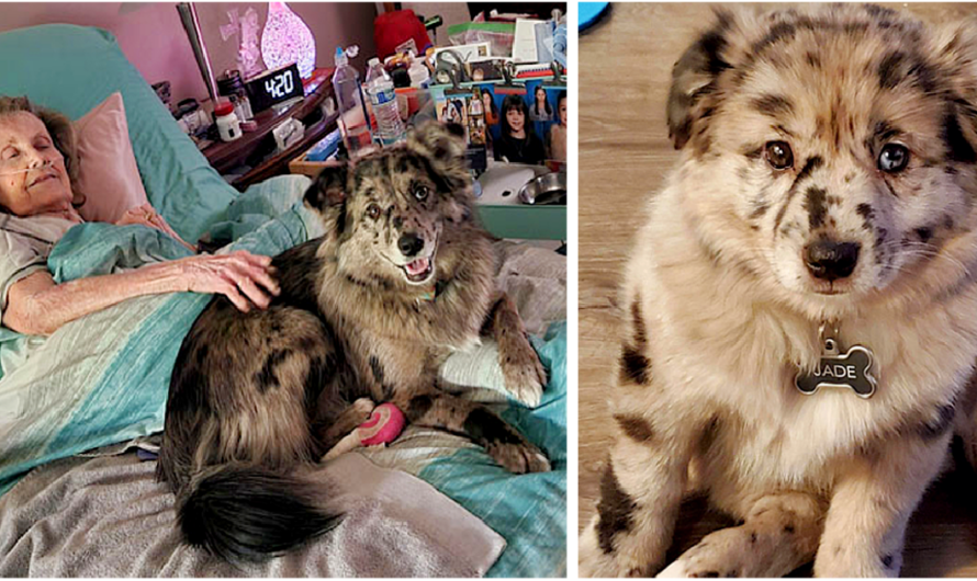 This Kind Dog Visits An Elderly Woman Everyday To Inspire Her