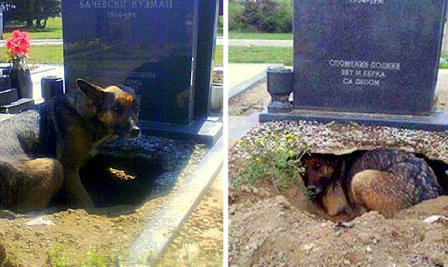 Dog Creates A Huge Hole Under A Grave, But It’s Not For Any Deceased Owner