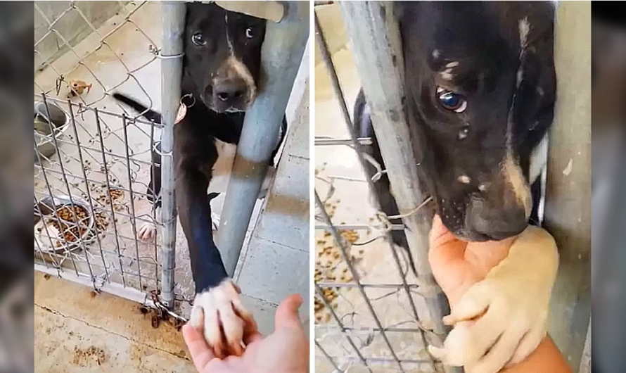 In Search Of Love And Human Warmth: This Dog Wants To Give Paw To Everyone Who Passes By His Cage