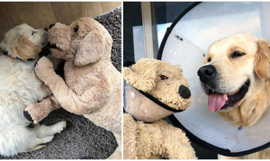 Golden retriever won’t go anywhere without his favorite toy: a stuffed animal that looks just like him