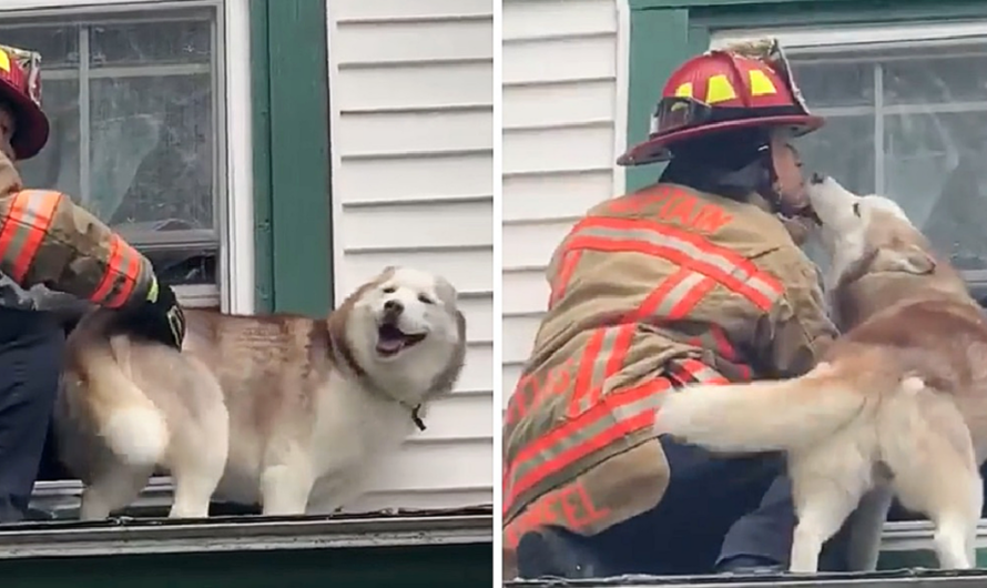 Sweet moment dog kisses firefighter who rescued him from a roof