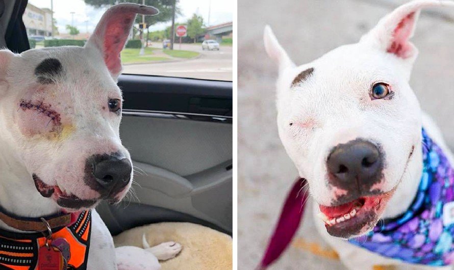 The Dog That Was mistreated and only Had one eye is now Living her best Life