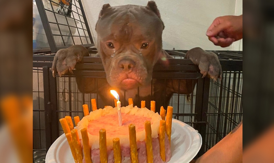 Happy birthday to him, the homeless dog shed tears of joy when celebrating his first ever birthday at the animal shelter