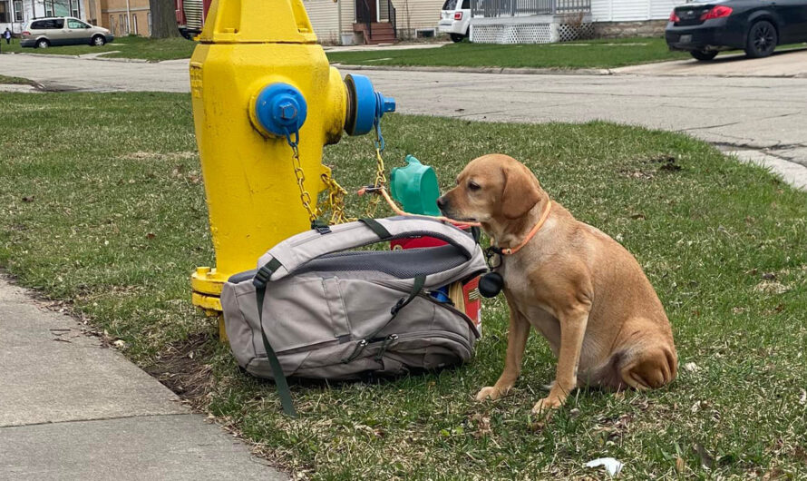 Dog found tied to a fire hydrant after owners couldn’t take care of her anymore