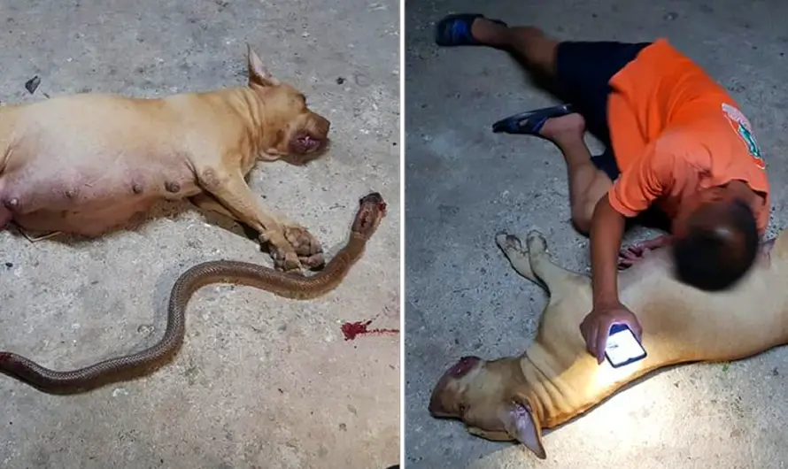 Pregnant pit-bull sacrifices her ‘children’ to protect her owner’s daughter