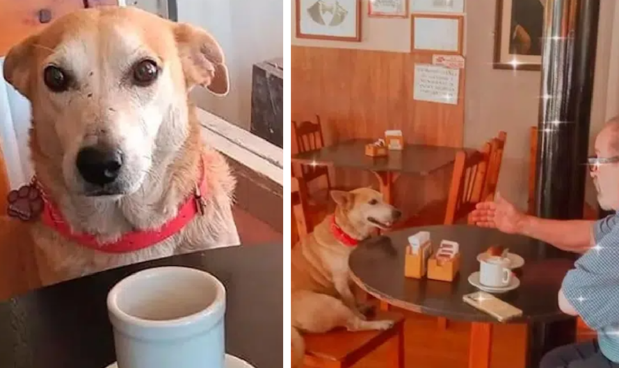 Dog adopted by a coffee shop sits with customers every day, try to keep them company