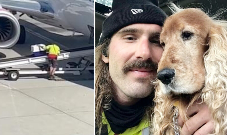 Baggage handler goes viral after comforting puppy getting on airplane