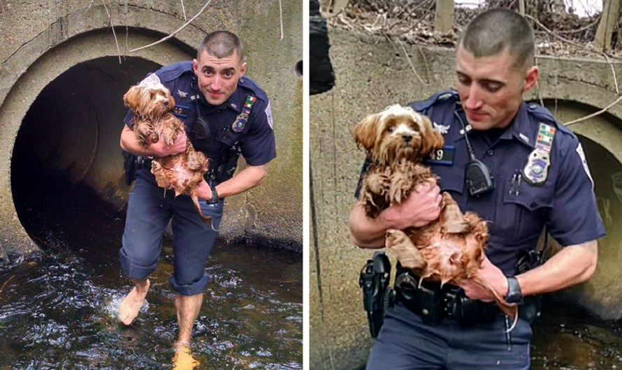 Cop ditches socks and shoes to rescue terrified dog hidden in dark tunnel.