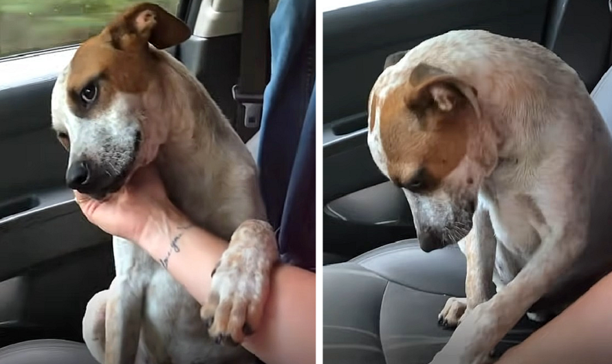 Mom In Tears After The Shelter Dog She Just Adopted Shows How Grateful He Is On The Way Home