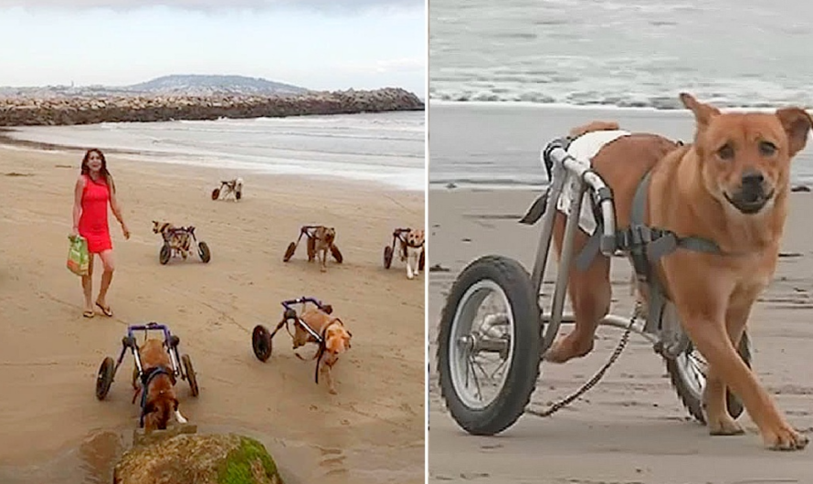 The touching moment when a woman takes her disabled dogs to the beach for a day of enjoyment.