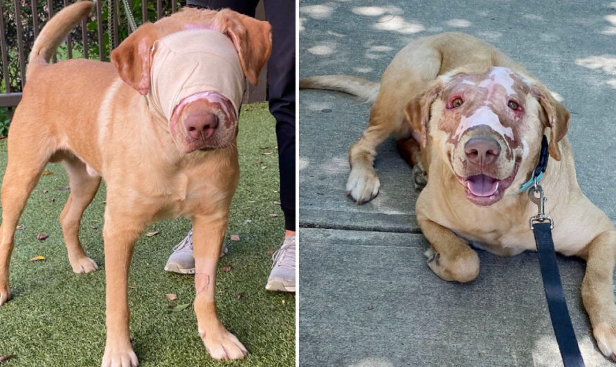 Buddy, dog who was severely burned by child, now ‘fully healed’ one year later