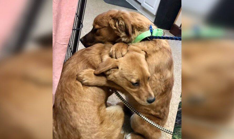 Scared puppies rescued from ‘deplorable’ home cuddle with each other for comfort