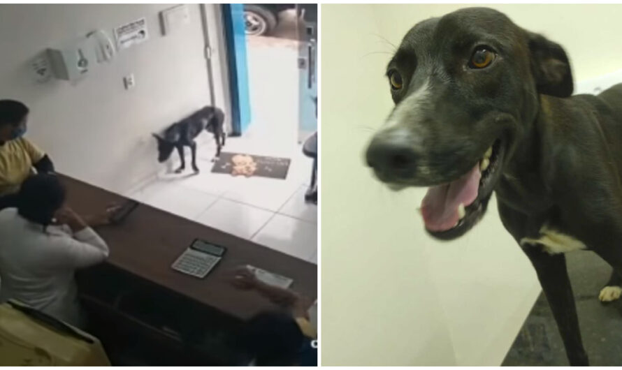 Stray dog with injured paw checks himself into vet clinic and gets help