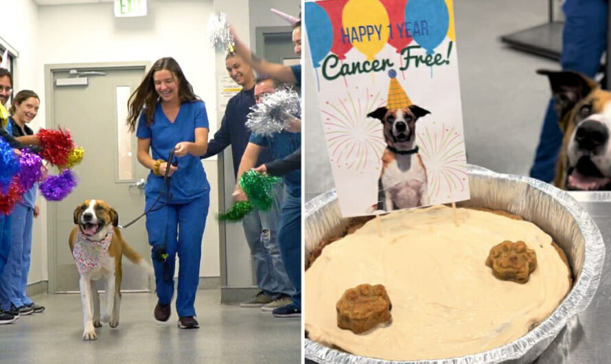 Humane Society throws party to celebrate dog being one year cancer-free