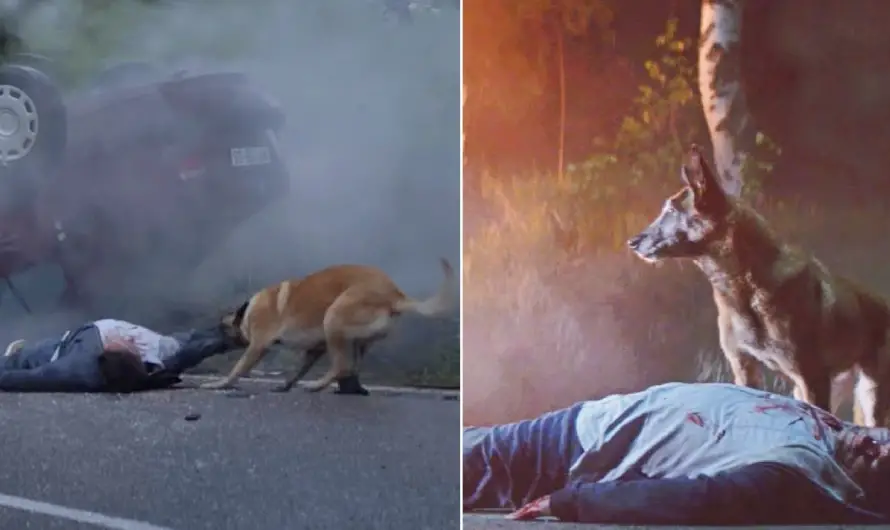 Abandoned, The Loyal Dog Still Comes Back To Save Its Owner