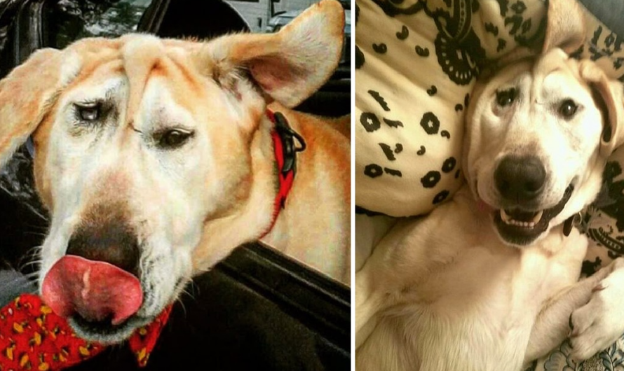 Disfigured Dog Is Given Up On Time And Time Again, Until One Woman Sees All His Beauty